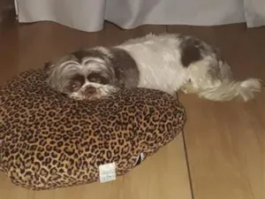Cachorro raça Shitzu idade 4 anos nome floquinho