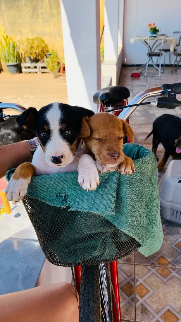 Cachorro raça SRD-ViraLata idade 2 a 6 meses nome Juninho e Mel