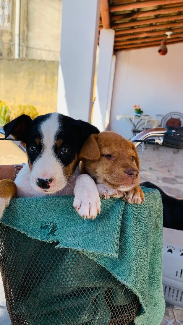 Cachorro raça SRD-ViraLata idade 2 a 6 meses nome Juninho e Mel