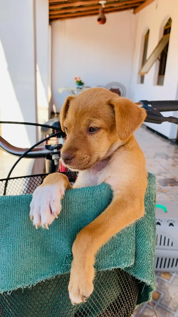 Cachorro raça SRD-ViraLata idade 2 a 6 meses nome Juninho e Mel