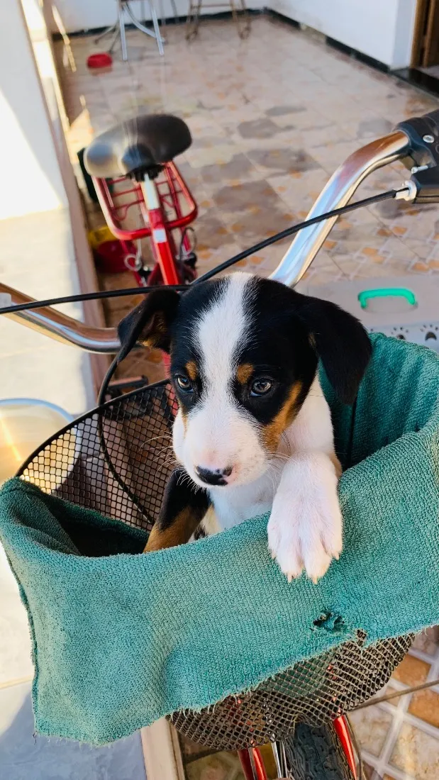 Cachorro raça SRD-ViraLata idade 2 a 6 meses nome Juninho e Mel