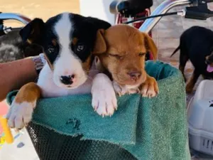 Cachorro raça SRD-ViraLata idade 2 a 6 meses nome Juninho e Mel