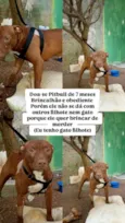 Bitelo