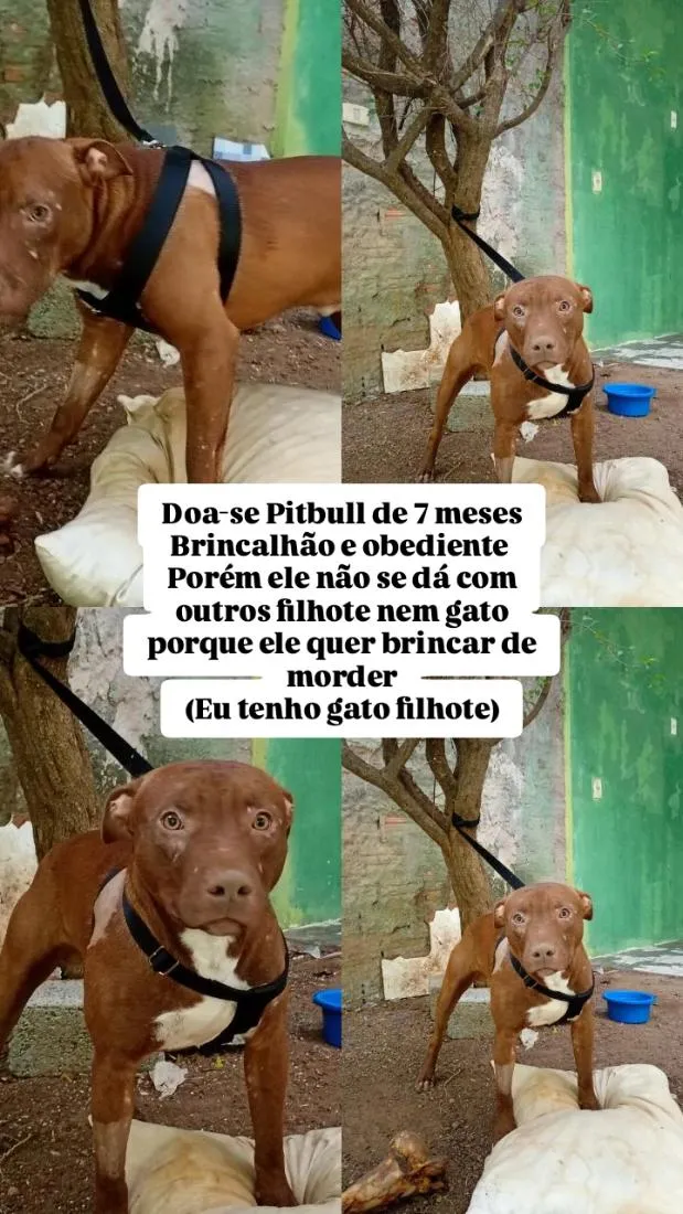 Cachorro raça Pit-Bull idade 7 a 11 meses nome Bitelo