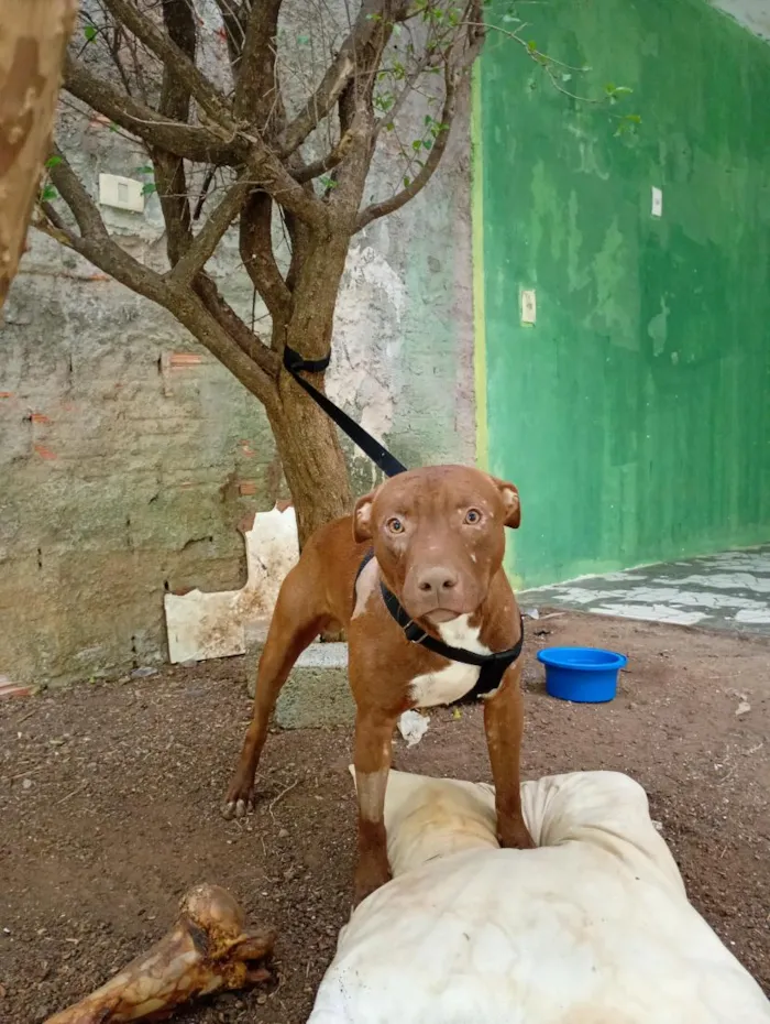 Cachorro raça Pit-Bull idade 7 a 11 meses nome Bitelo