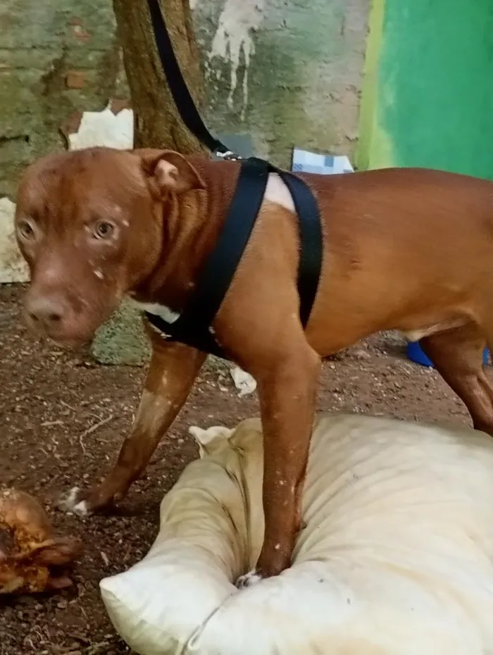 Cachorro raça Pit-Bull idade 7 a 11 meses nome Bitelo