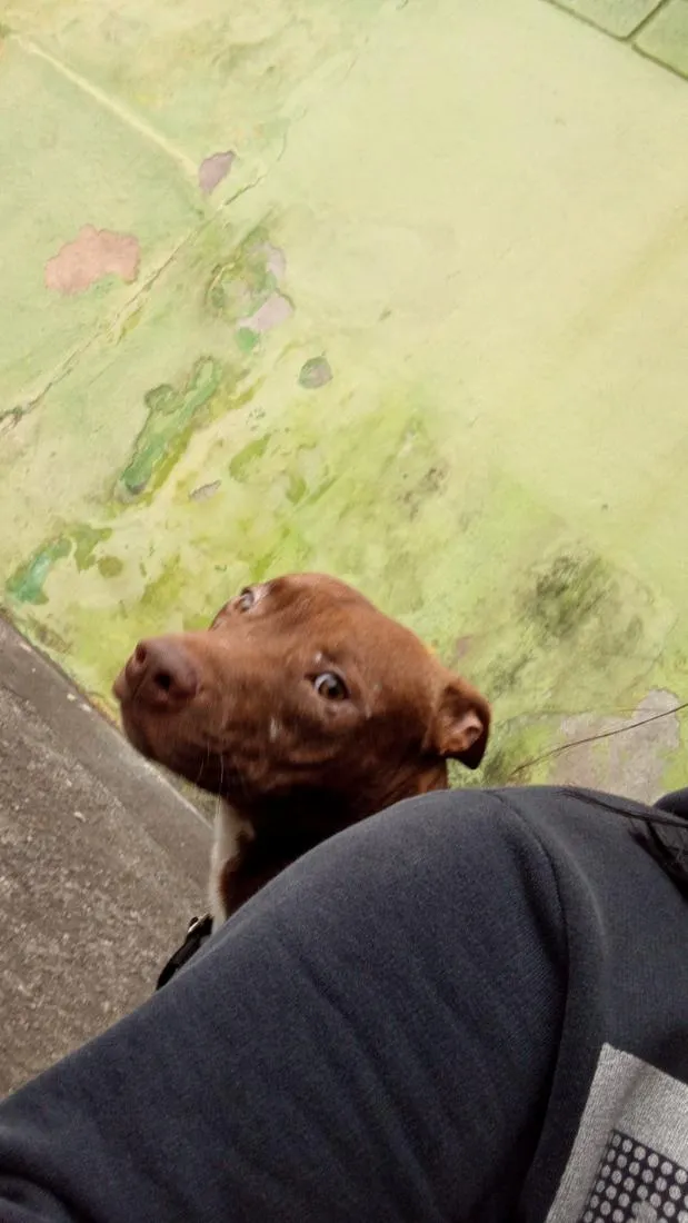 Cachorro raça Pit-Bull idade 7 a 11 meses nome Bitelo