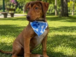 Cachorro raça SRD-ViraLata idade 2 a 6 meses nome Apollo