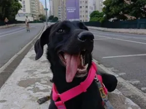 Cachorro raça SRD-ViraLata idade 7 a 11 meses nome Kiara
