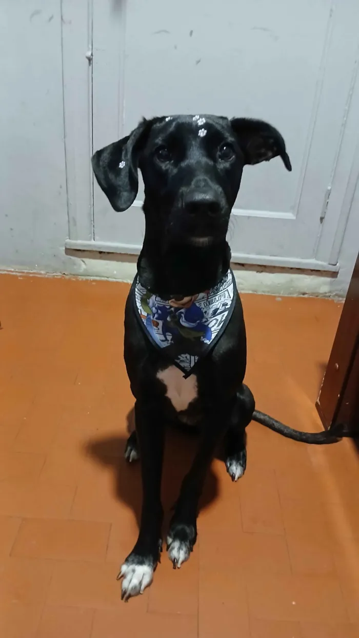 Cachorro raça SRD-ViraLata idade 7 a 11 meses nome Kiara
