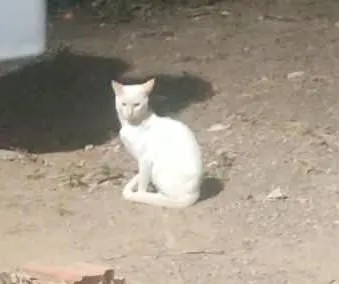 Gato raça SRD-ViraLata idade 3 anos nome milk 