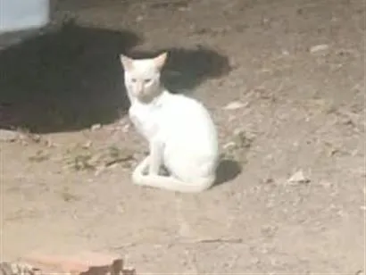 Gato raça SRD-ViraLata idade 3 anos nome milk 