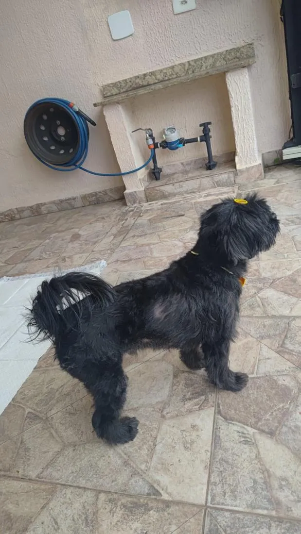 Cachorro raça Shitzu idade 3 anos nome desconhecido