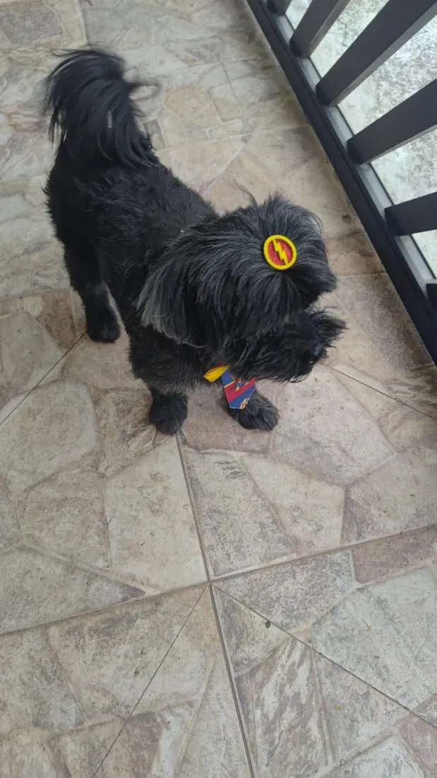 Cachorro raça Shitzu idade 3 anos nome desconhecido