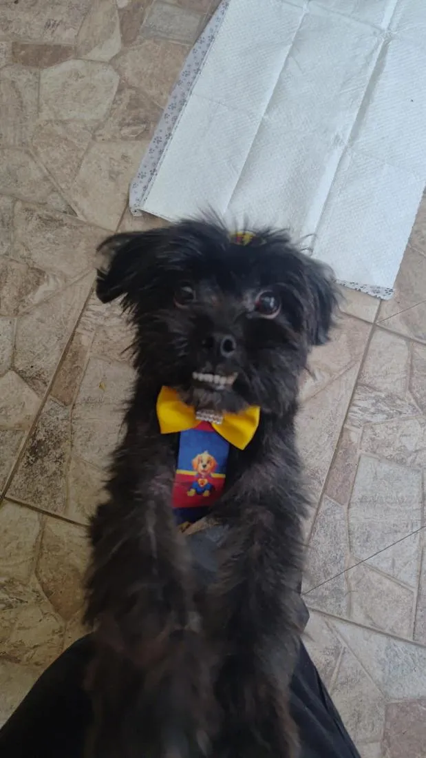 Cachorro raça Shitzu idade 3 anos nome desconhecido