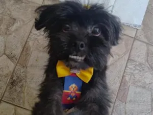 Cachorro raça Shitzu idade 3 anos nome desconhecido