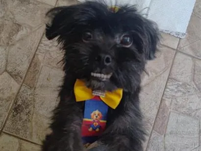 Cachorro raça Shitzu idade 3 anos nome desconhecido