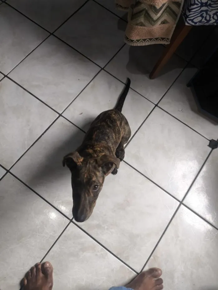 Cachorro raça SRD-ViraLata idade 1 ano nome Penélope 