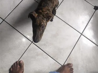 Cachorro raça SRD-ViraLata idade 1 ano nome Penélope 