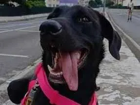 Cachorro raça SRD-ViraLata idade 7 a 11 meses nome Kiara