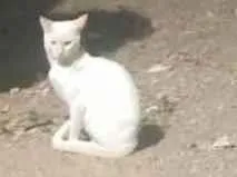 Gato raça SRD-ViraLata idade 3 anos nome milk 