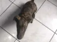 Penélope 