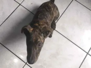 Cachorro raça SRD-ViraLata idade 1 ano nome Penélope 