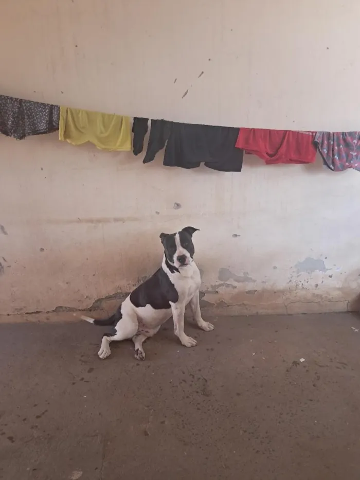 Cachorro raça Pit-Bull idade 2 anos nome Bruce