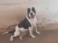 Bruce
