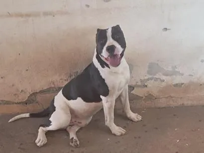 Cachorro raça Pit-Bull idade 2 anos nome Bruce
