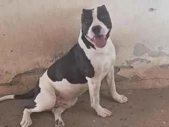 Cachorro raça Pit-Bull idade 2 anos nome Bruce