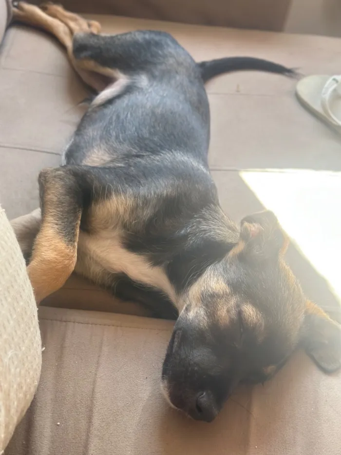 Cachorro raça SRD-ViraLata idade 7 a 11 meses nome Churry 