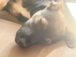 Cachorro raça SRD-ViraLata idade 7 a 11 meses nome Churry 