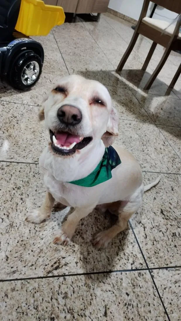 Cachorro raça SRD-ViraLata idade 4 anos nome Marshall