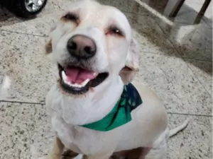 Cachorro raça SRD-ViraLata idade 4 anos nome Marshall