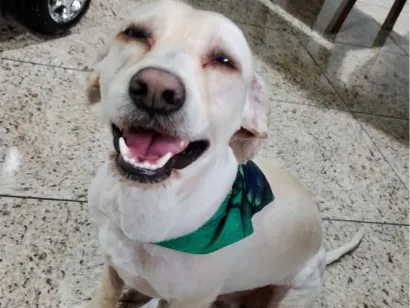 Cachorro raça SRD-ViraLata idade 4 anos nome Marshall