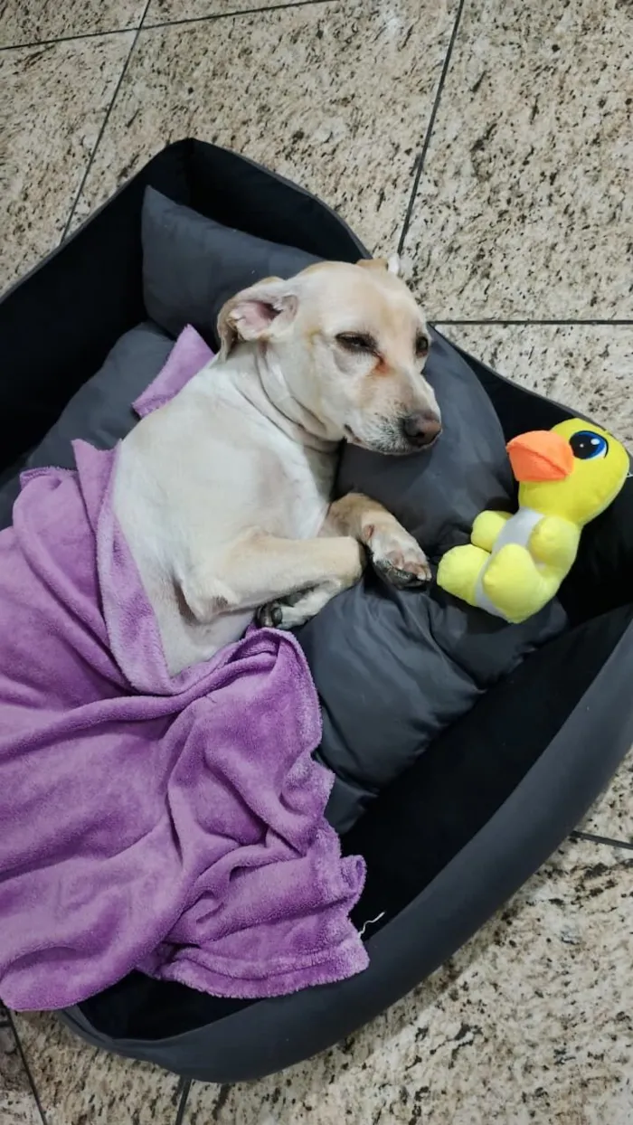 Cachorro raça SRD-ViraLata idade 4 anos nome Marshall