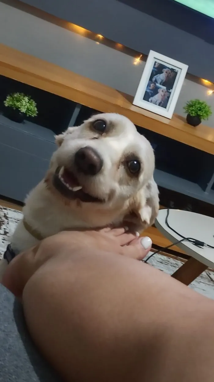 Cachorro raça SRD-ViraLata idade 4 anos nome Marshall