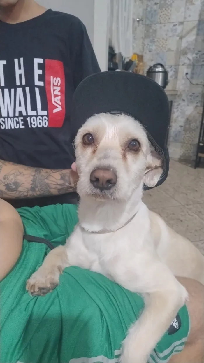 Cachorro raça SRD-ViraLata idade 4 anos nome Marshall