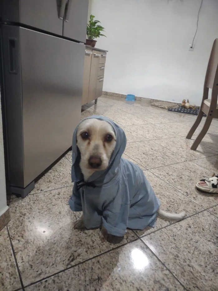Cachorro raça SRD-ViraLata idade 4 anos nome Marshall