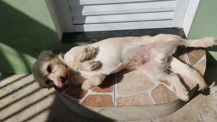 Cachorro raça SRD-ViraLata idade 4 anos nome Marshall