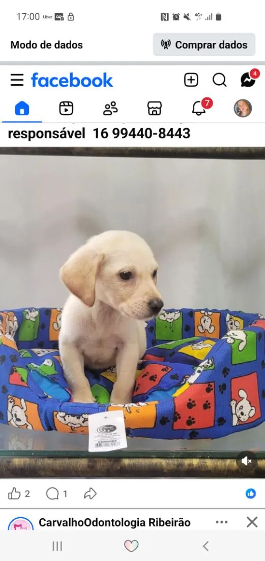 Cachorro raça SRD-ViraLata idade Abaixo de 2 meses nome sem nome
