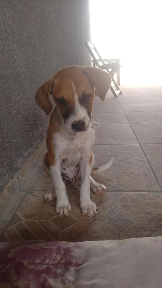 Cachorro raça SRD-ViraLata idade 2 a 6 meses nome Apólo 
