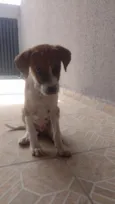 Apólo 