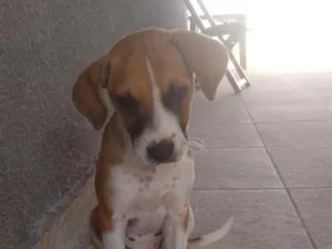 Cachorro raça SRD-ViraLata idade 2 a 6 meses nome Apólo 