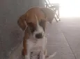 Apólo