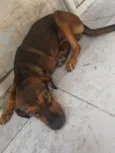 Tojhi