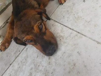 Cachorro raça SRD-ViraLata idade 7 a 11 meses nome Tojhi