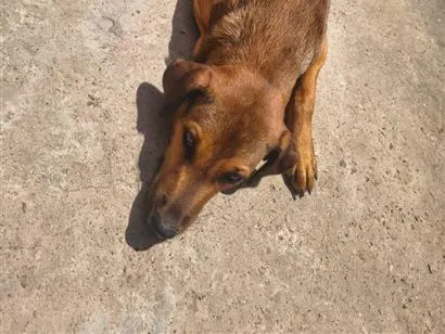Cachorro raça SRD-ViraLata idade 7 a 11 meses nome Elly