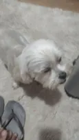 belinha 